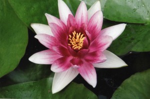 blooming lotus